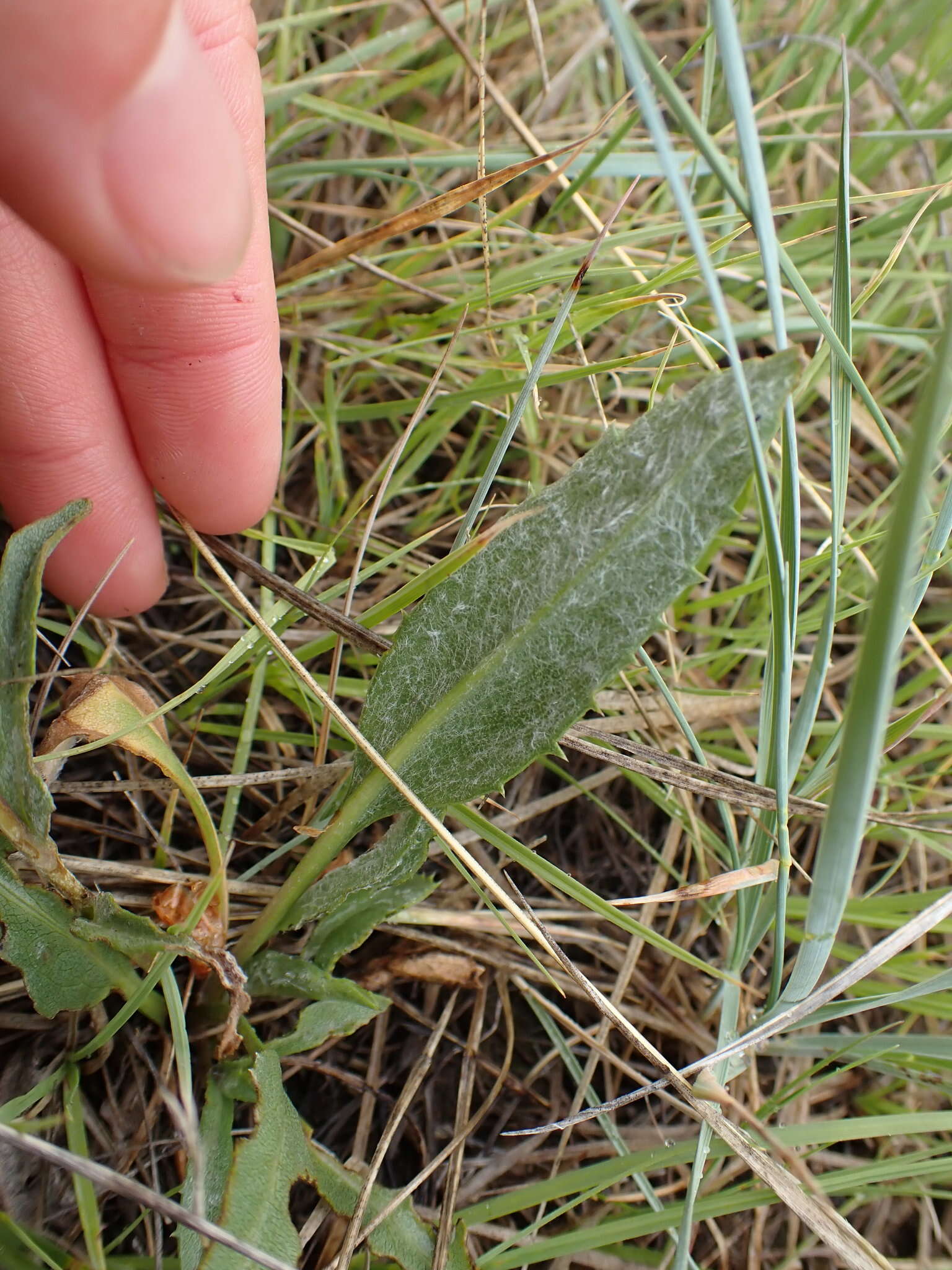 Pyrrocoma uniflora (Hook.) Greene的圖片