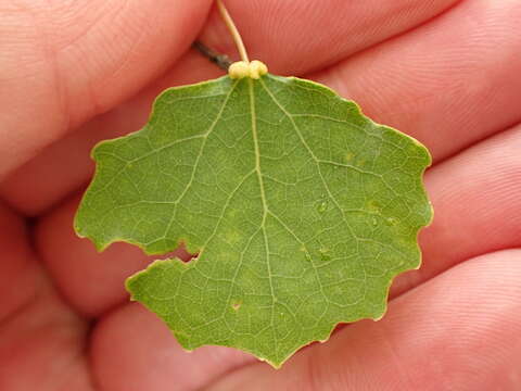 Image de <i>Eriophyes diversipunctatus</i>