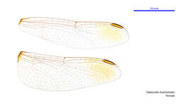 Image of Diplacodes haematodes (Burmeister 1839)