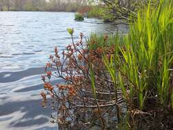 Image of Myrica gale subsp. tomentosa (C. DC.) E. Murray