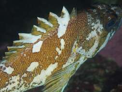 Image of Gopher rockfish