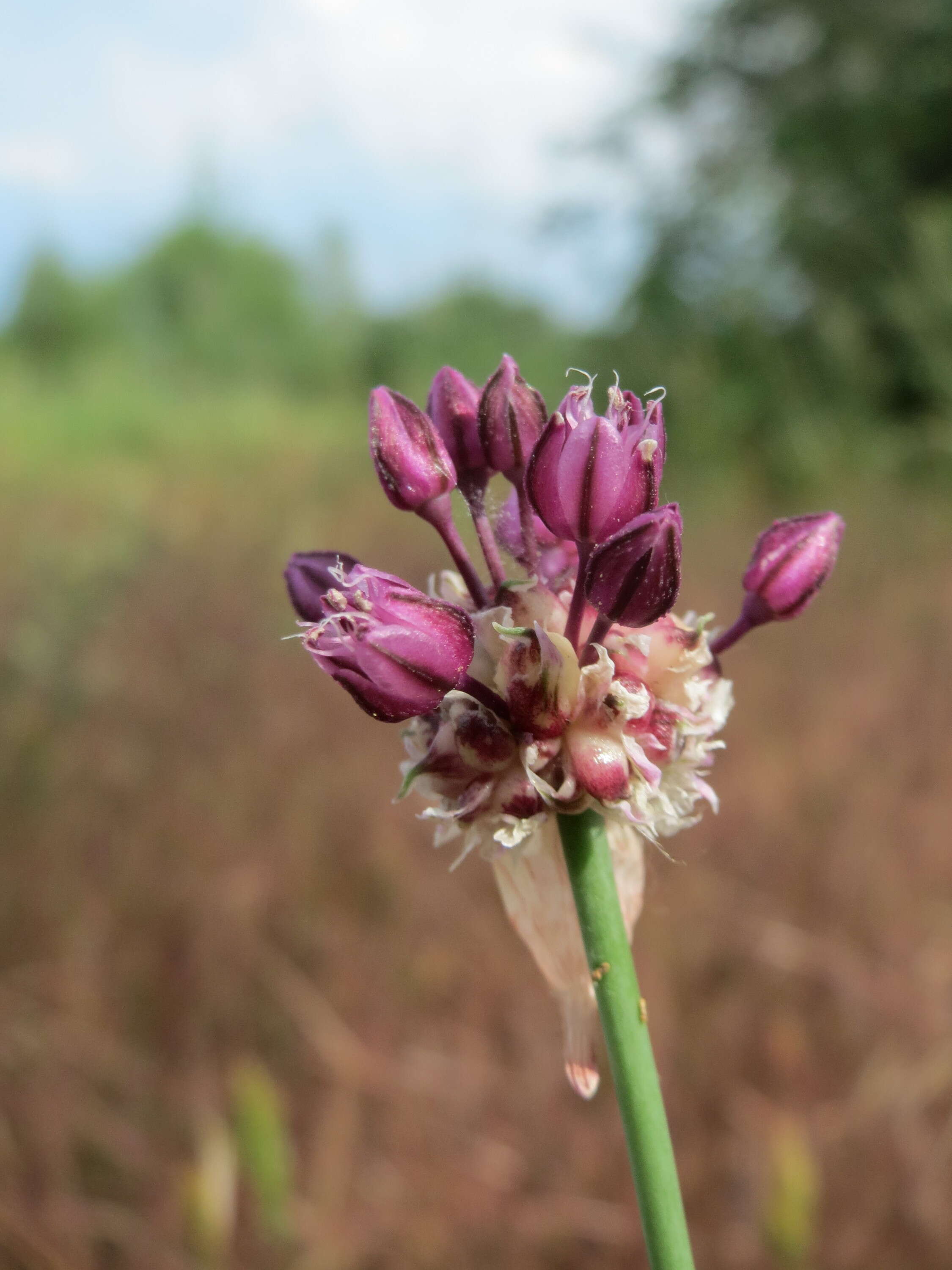 Image of wild garlic