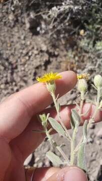 Image of Heterotheca orovillosa G. L. Nesom