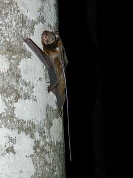 Image of Giant Noctule