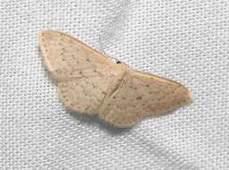 صورة Idaea philocosma Meyrick 1888