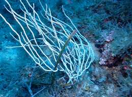 Image of white horny coral