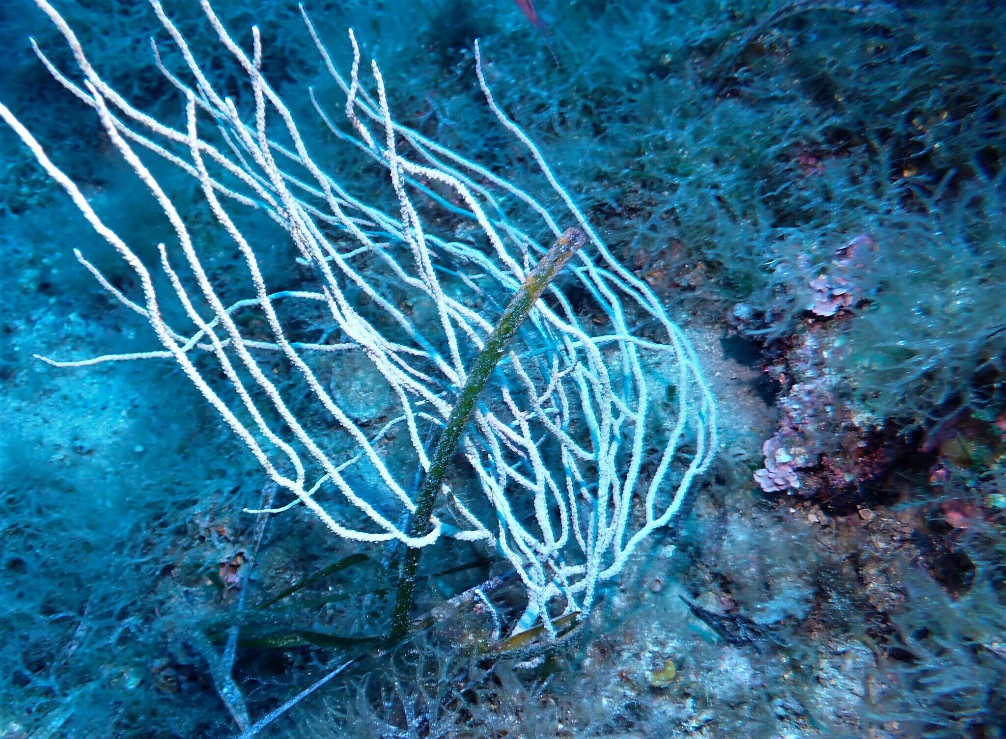 Image of white horny coral