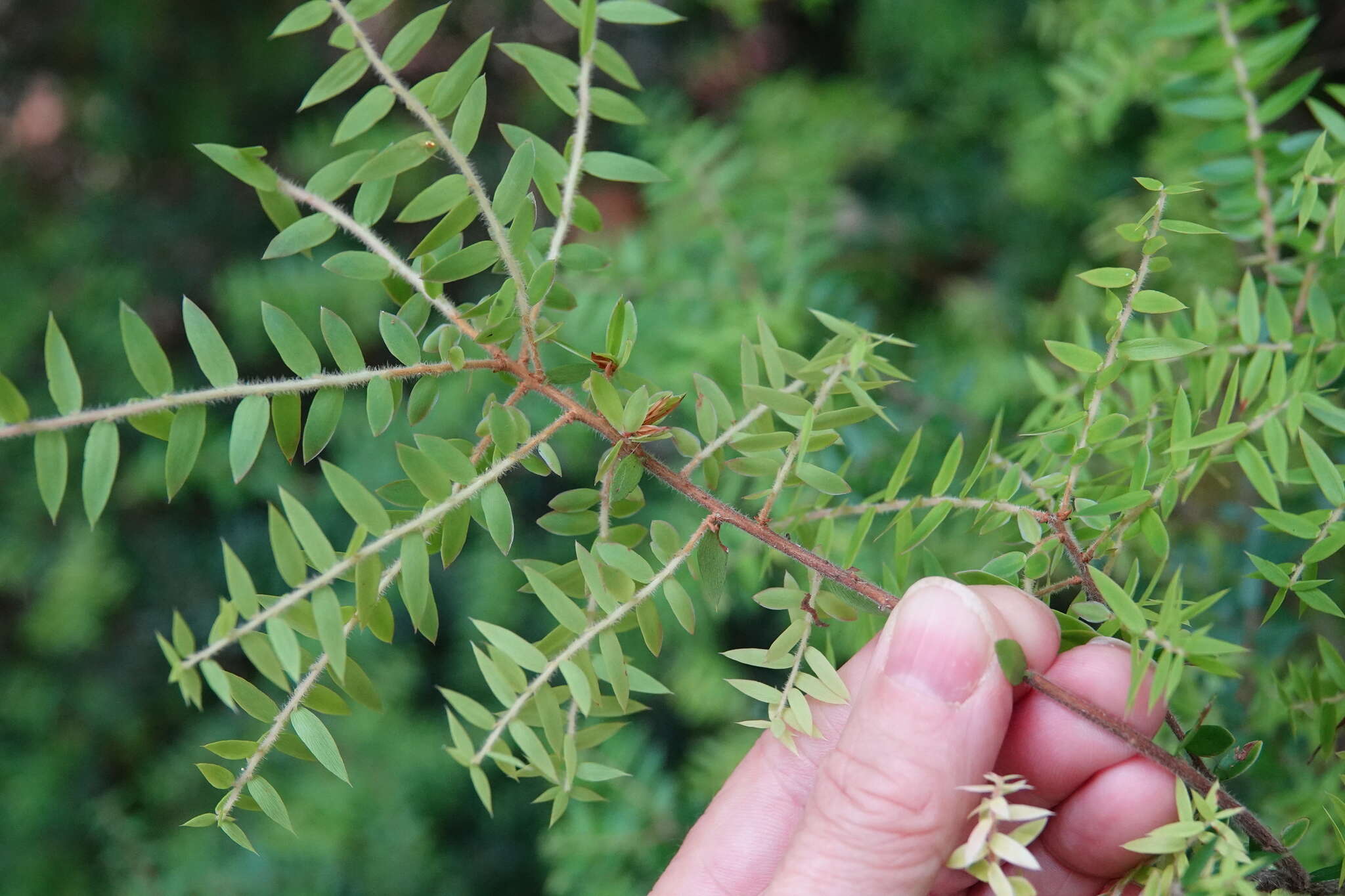 Image of Acrotriche divaricata R. Br.