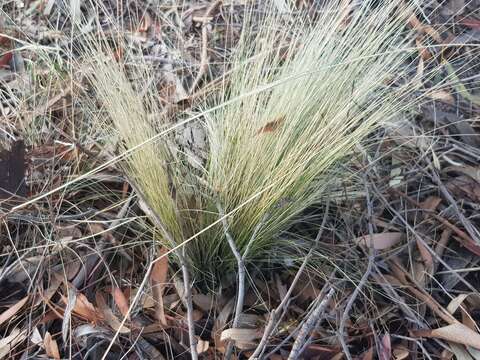 Image of serrated tussock