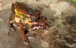 Image of Dendropsophus luteoocellatus (Roux 1927)