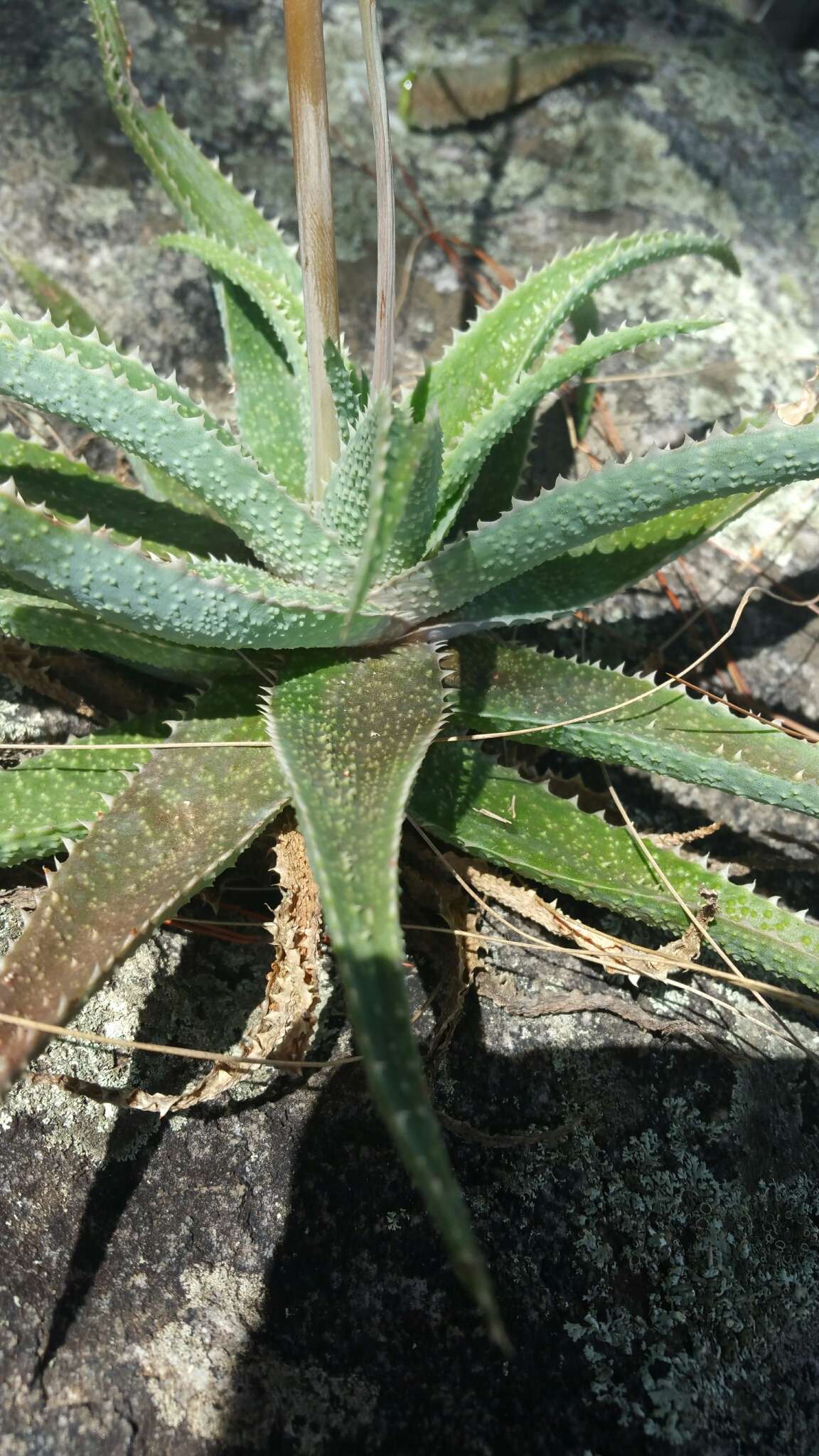 Image of Aloe pseudoparvula J.-B. Castillon