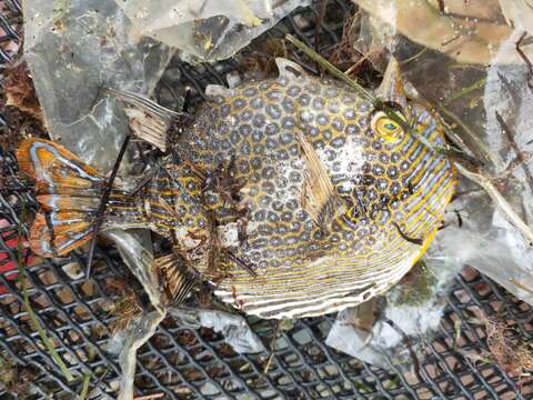 Image of Ornate cowfish