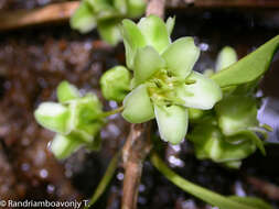 Brexia madagascariensis (Lamk.) Thouars ex Ker-Gawl. resmi