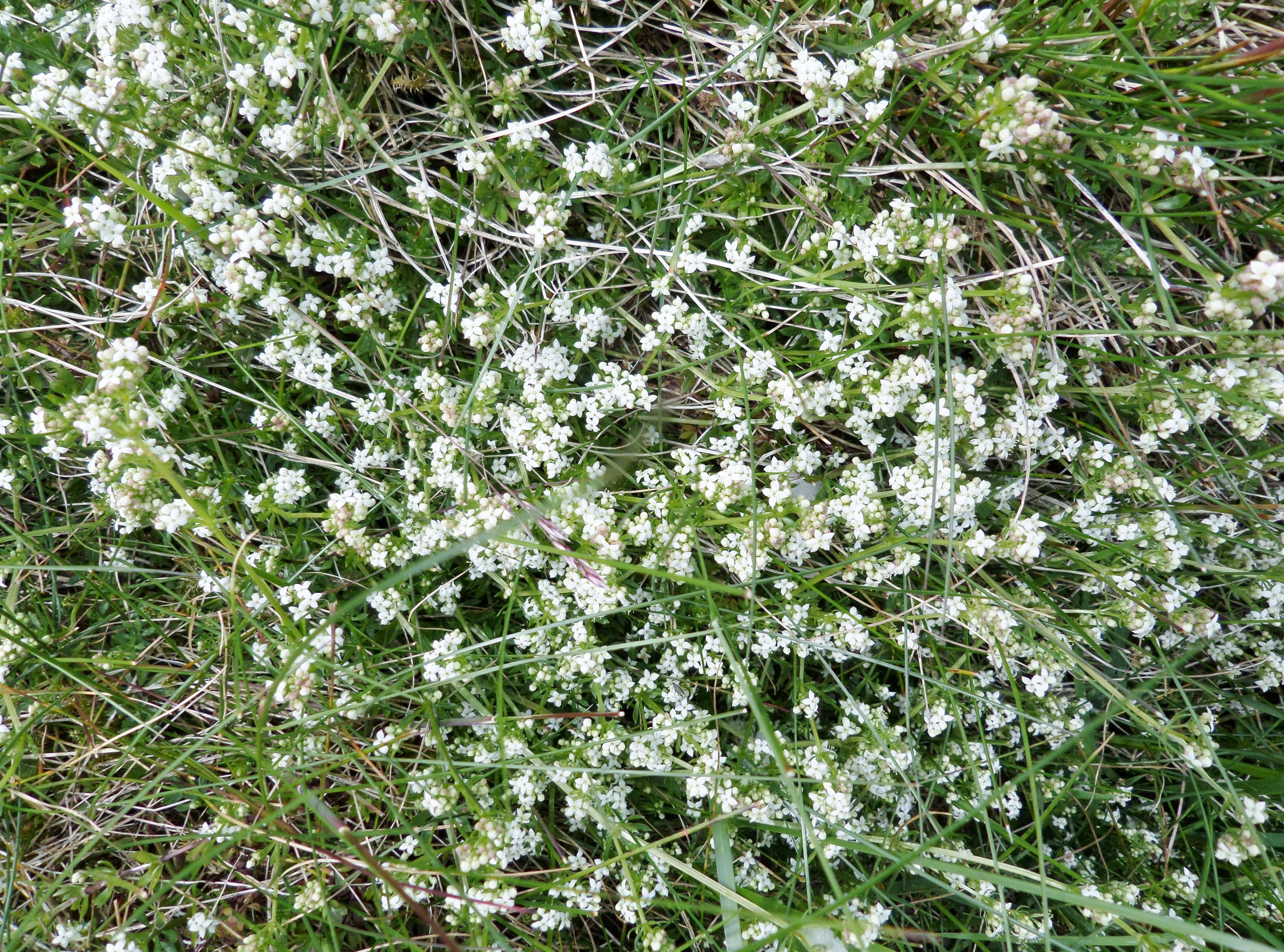 Plancia ëd Galium saxatile L.