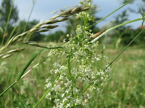 Plancia ëd Galium mollugo L.