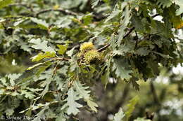 Image of European turkey oak