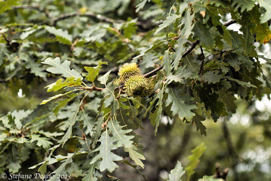 Image of European turkey oak