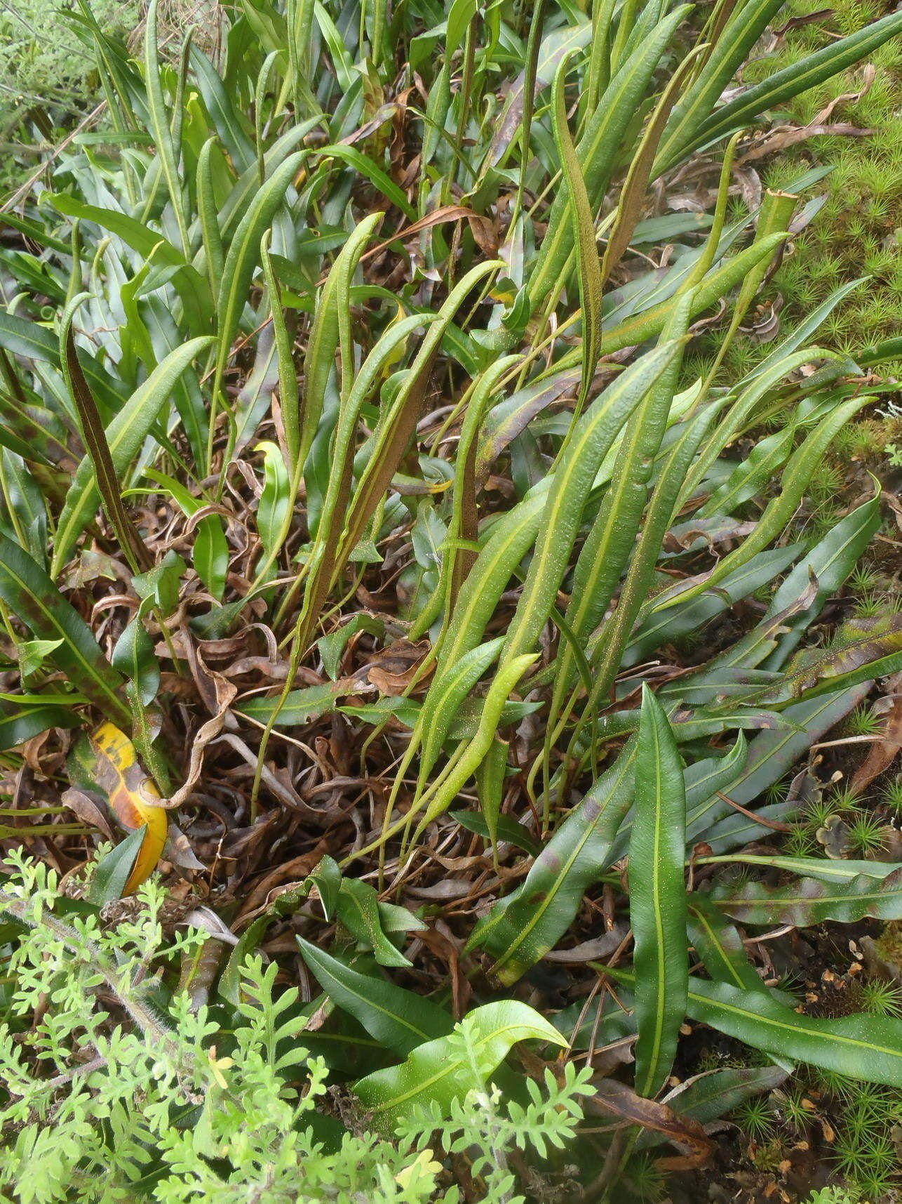 Image de Elaphoglossum acrostichoides (Hook. & Grev.) Schelpe