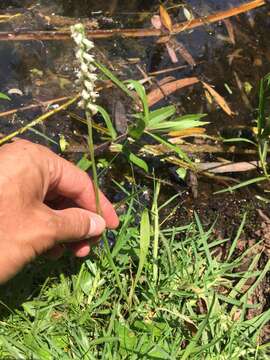 Spiranthes graminea Lindl. resmi