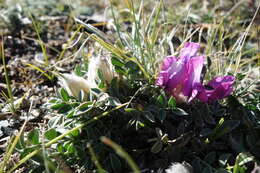 Image de Oxytropis intermedia Bunge