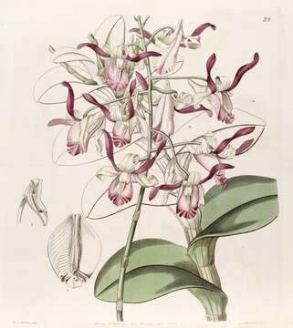 Dendrobium taurinum Lindl. resmi