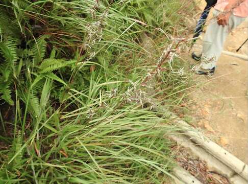 Image of Cymbopogon tortilis (J. Presl) A. Camus