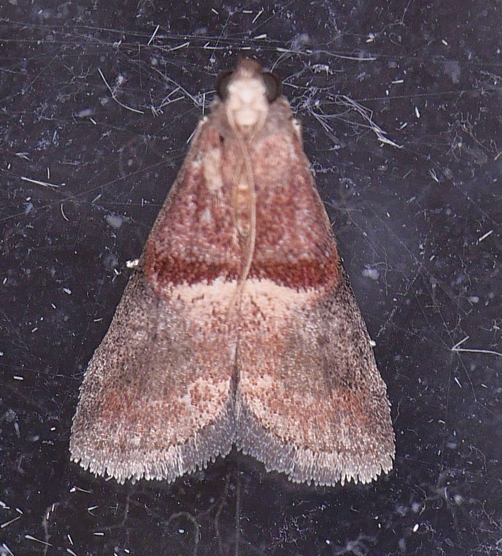 Acrobasis exsulella Zeller 1848 resmi