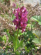 Image of Elder-flowered orchid