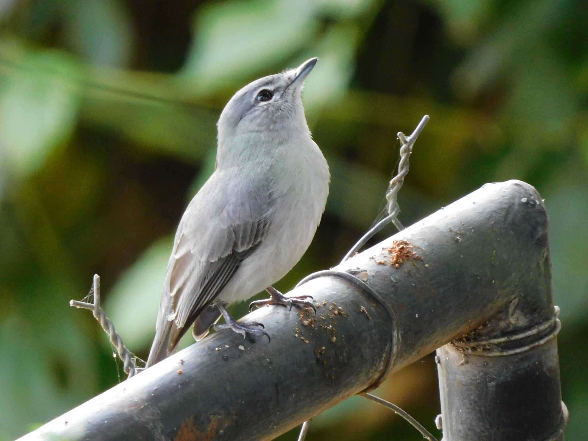 Image of <i>Fraseria caerulescens vulturna</i>