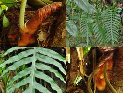 Image of golden polypody