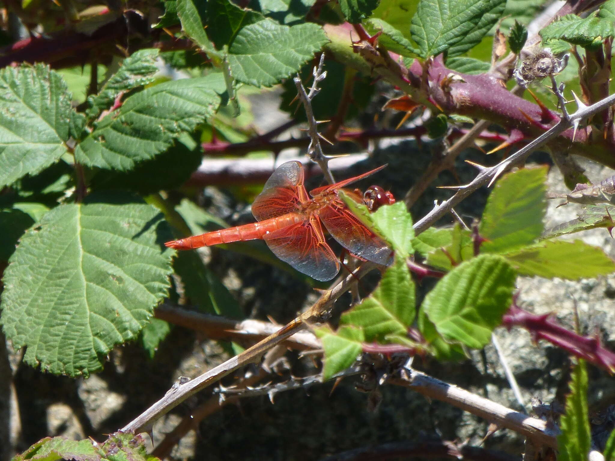 Image of Flame Skimmer