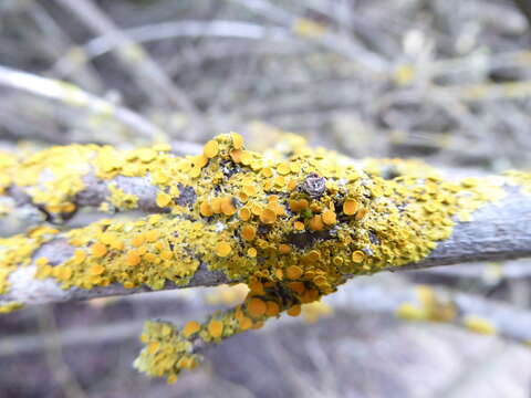 Image of Xanthomendoza novozelandica (Hillmann) Søchting, Kärnefelt & S. Y. Kondr.