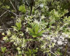 Слика од Chionanthus pygmaeus Small