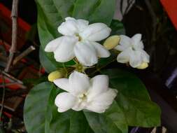 Image of Arabian jasmine