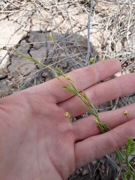 Image of salty buckwheat