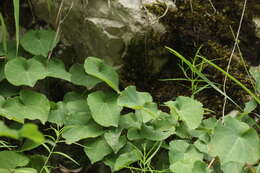 Image of Epimedium pinnatum subsp. colchicum (Boiss.) N. Busch