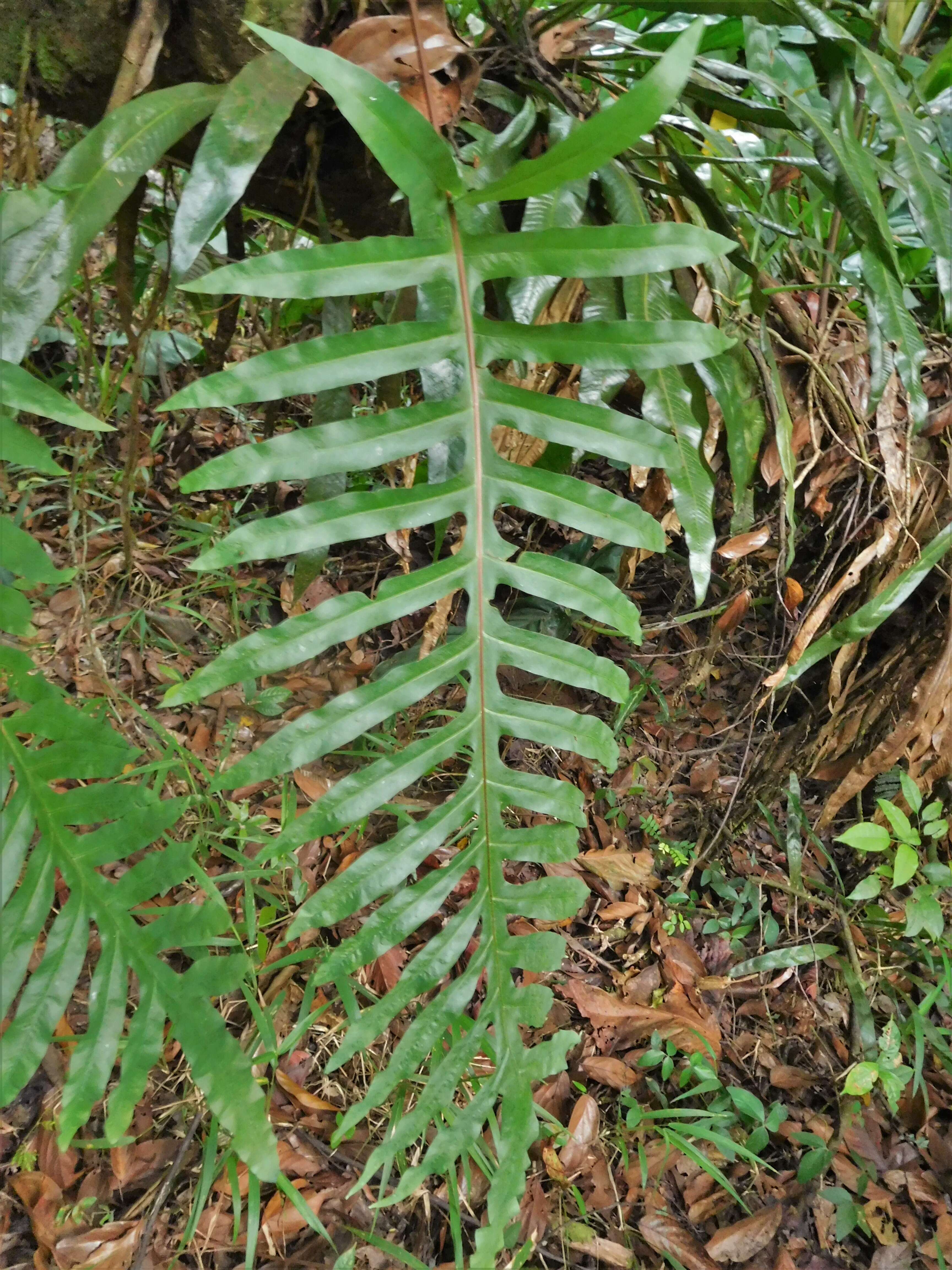 Image of golden polypody