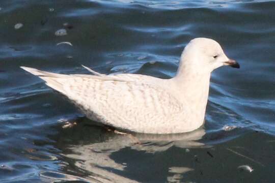 Image of Kumlien's Gull