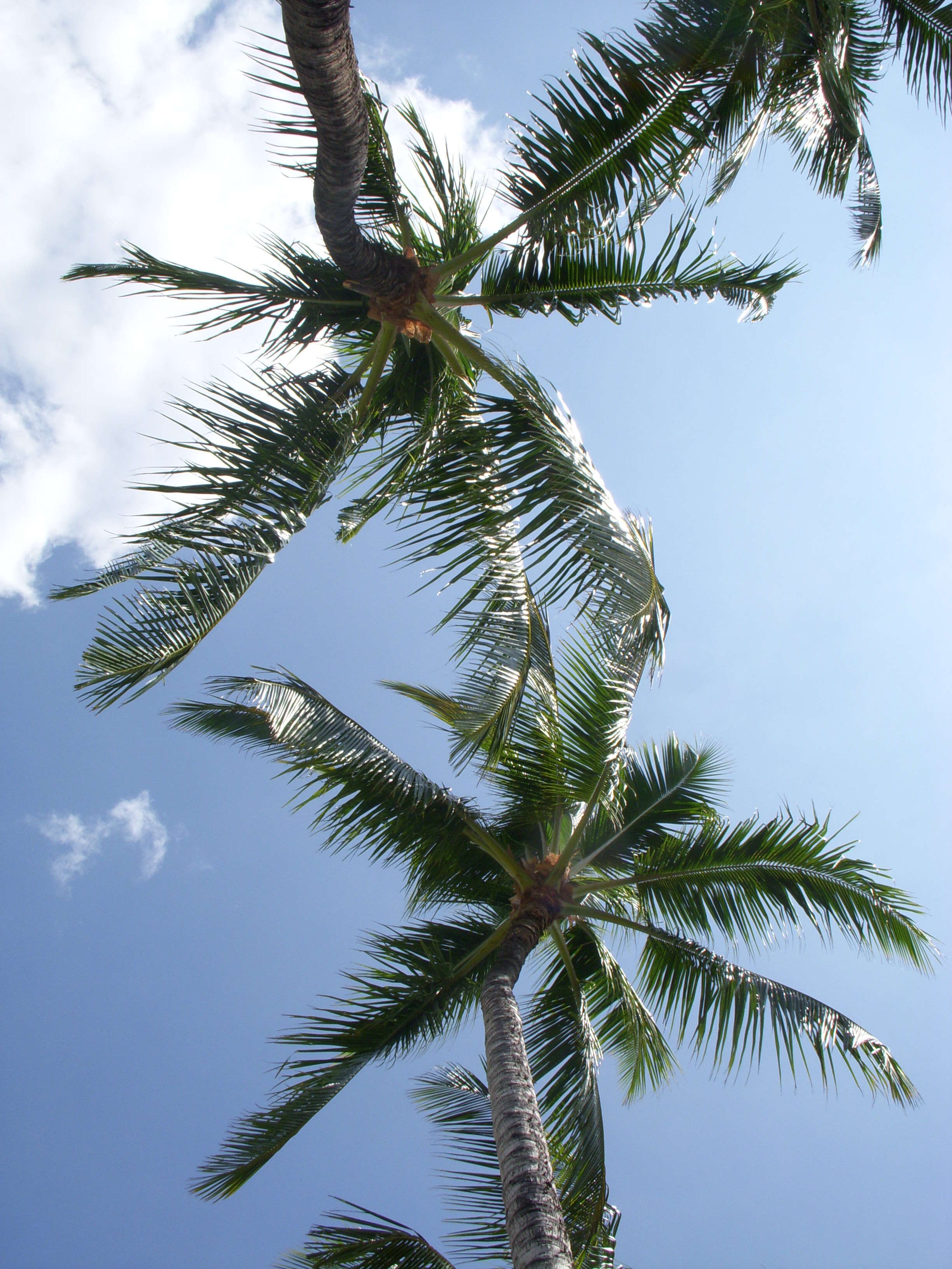 Image of coconut palm