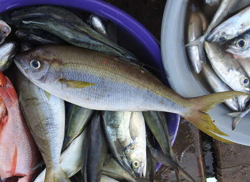 Image of African Forktail Snapper