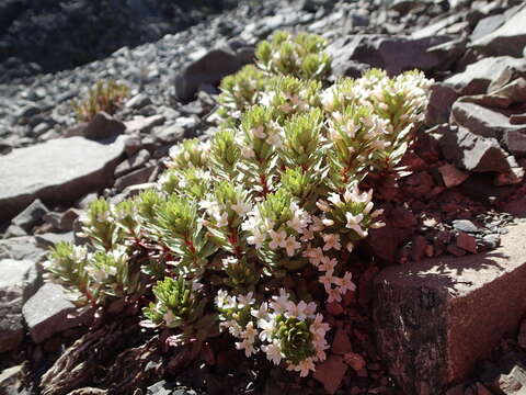 Image of Epilobium pycnostachyum Hausskn.