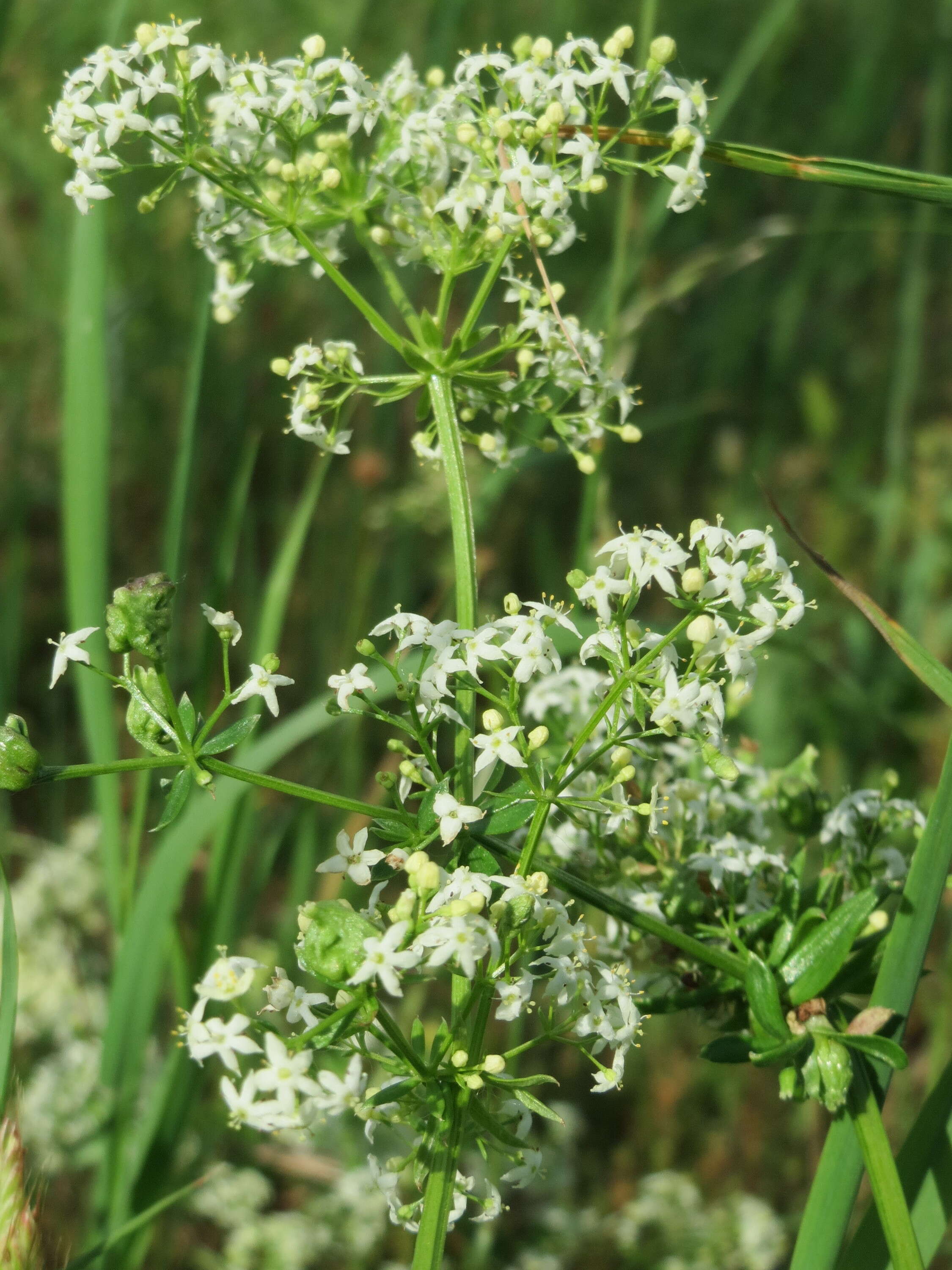 Image of White bedstraw