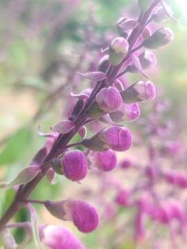 Image of Teucrium betonicum L'Hér.