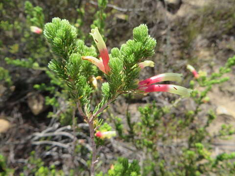 Image of Erica unicolor subsp. mutica E. G. H. Oliv. & I. M. Oliv.