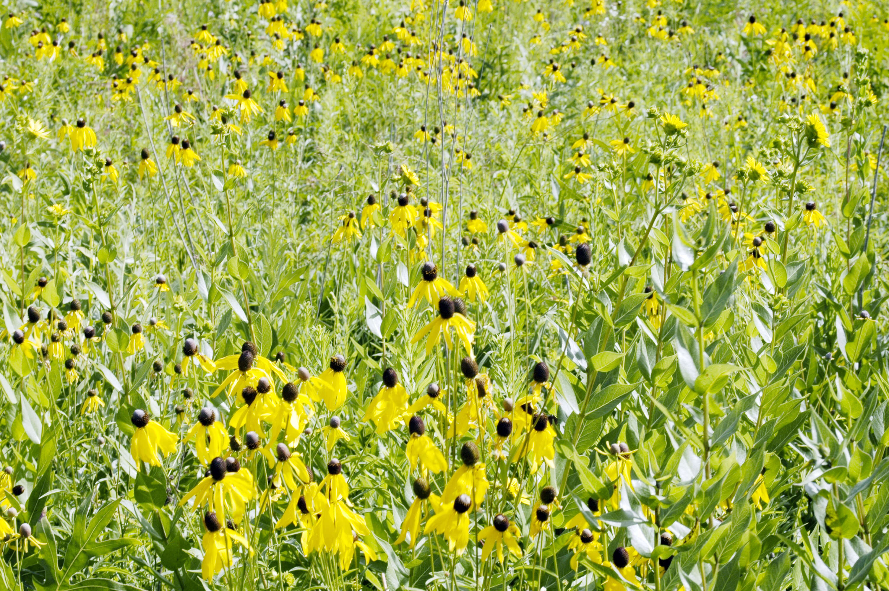 Plancia ëd Ratibida pinnata (Vent.) Barnh.