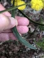 صورة Acacia gladiiformis A. Cunn. ex Benth.