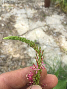 Imagem de Oenothera curtiflora W. L. Wagner & Hoch