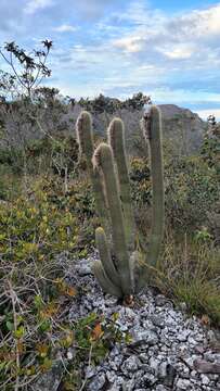 Image of Micranthocereus purpureus (Gürke) F. Ritter