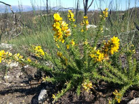 Image of Dwarf Gorse