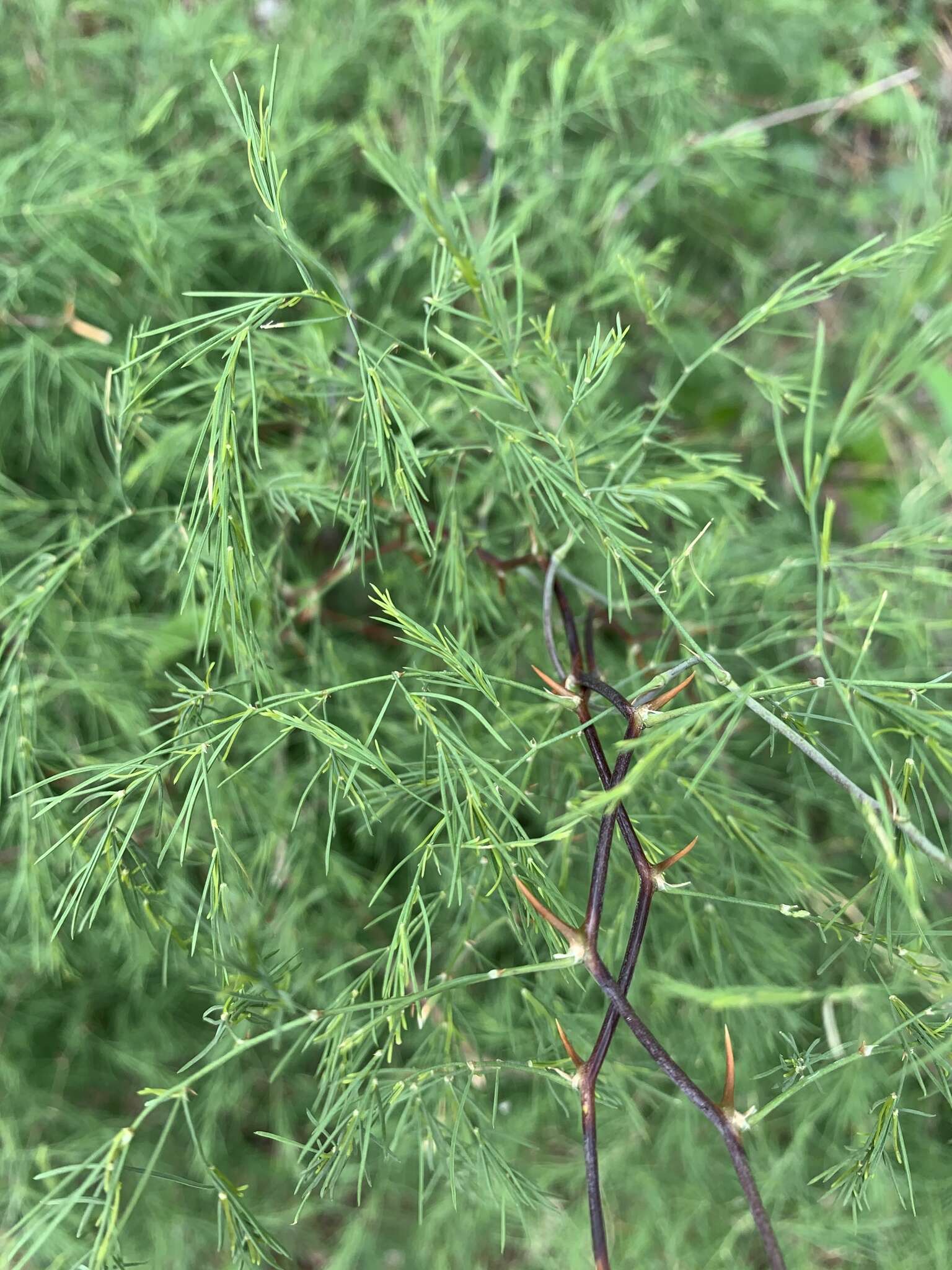 Image of Asparagus buchananii Baker